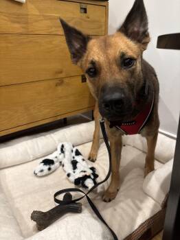 Arlo -  Mixed Breed Dog for Adoption in New York, New York - Arlo | PetCurious