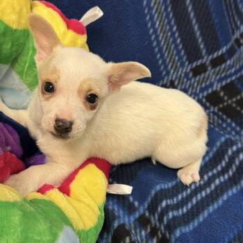 Chihuahua Dogs Available for Adoption - MOONIE | PetCurious