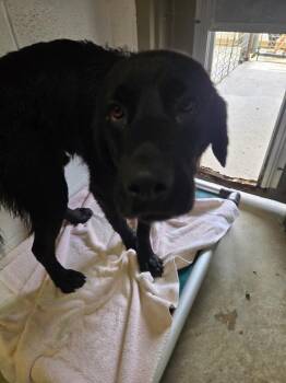 Labrador Retriever Dogs Available for Adoption in Morgantown, Kentucky - Love Lee Adult 2 | PetCurious