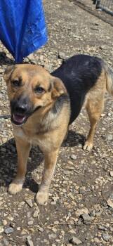 German Shepherd Dog Dogs Available for Adoption in Muldrow, Oklahoma - Willow | PetCurious