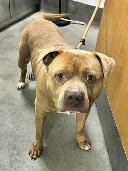 TYE -  Pit Bull Terrier Dog for Adoption - TYE | PetCurious