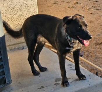 Audrey -  Anatolian Shepherd and Chocolate Labrador Retriever Dog for Adoption in Carlsbad, California - Audrey | PetCurious