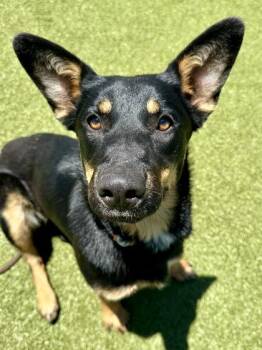 Sunny -  Mixed Breed Dog for Adoption in Wichita, Kansas - Sunny | PetCurious