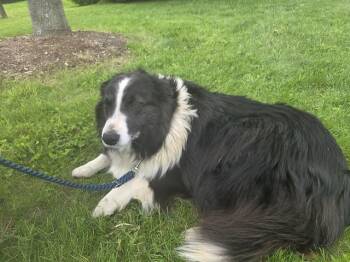BETTIE -  Border Collie Dog for Adoption in Vaughan, Ontario - BETTIE | PetCurious