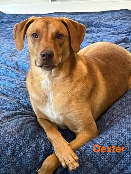 Hound and Cattle Dog Dogs Available for Adoption in Texarkana, Texas - Dexter | PetCurious
