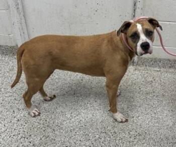 Maribel -  American Bulldog and Mixed Breed Dog for Adoption in Kansas City, Missouri - Maribel | PetCurious