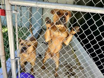 Rescue Staffordshire Bull Terrier and Pit Bull Terrier Dogs for Adoption in Petersburg, Virginia - Tom And Jerry | PetCurious