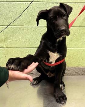 German Shepherd Dog and Mixed Breed Dogs Available for Adoption in Grand Prairie, Texas - MAUI | PetCurious