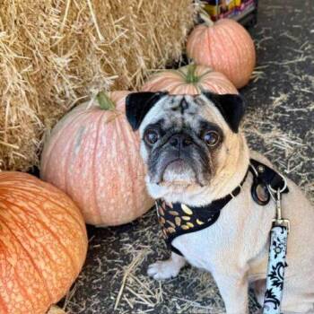 Theo -  Pug Dog for Adoption in Seattle, Washington - Theo | PetCurious