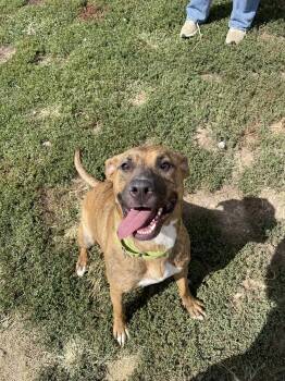Rescue German Shepherd Dog and Pit Bull Terrier Dogs for Adoption in Augusta, West Virginia - Kumba | PetCurious
