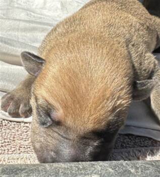 Rescue Mixed Breed Dogs for Adoption in Dallas, Texas - APPLE | PetCurious