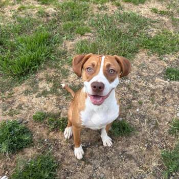 Siff -  Mixed Breed Dog for Adoption in Spokane, Washington - Siff | PetCurious