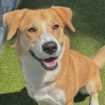 Chloe -  Mixed Breed Dog for Adoption in Warwick, Rhode Island - Chloe | PetCurious