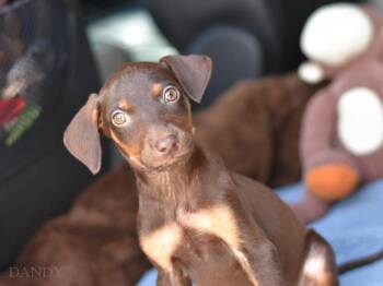 Dandy (Briar