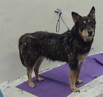 German Shepherd Dog and Mixed Breed Dogs Available for Adoption in Houston, Texas - SUKI | PetCurious