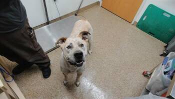 CLYDE -  Mastiff and Mixed Breed Dog for Adoption in Albuquerque, New Mexico - CLYDE | PetCurious