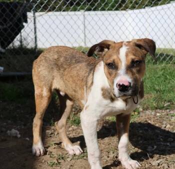 Rescue Catahoula Leopard Dog Dogs for Adoption in Washington, District Of Columbia - Pup Thumper | PetCurious