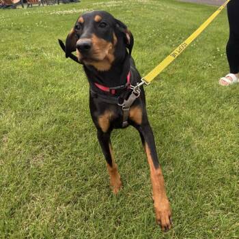 Omelette -  Plott Hound and Treeing Walker Coonhound Dog for Adoption in South Burlington, Vermont - Omelette | PetCurious