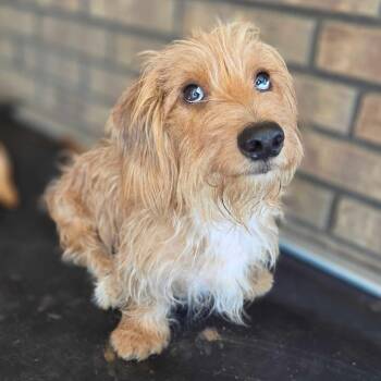 Teddy -  Wirehaired Dachshund Dog for Adoption in Pacifica, California - Teddy | PetCurious