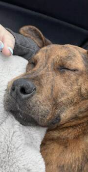 Plott Hound Dogs Available for Adoption - East | PetCurious