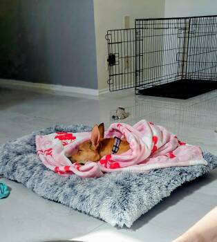 Shepherd and Carolina Dog Dogs Available for Adoption in Los Angeles, California - Willow | PetCurious