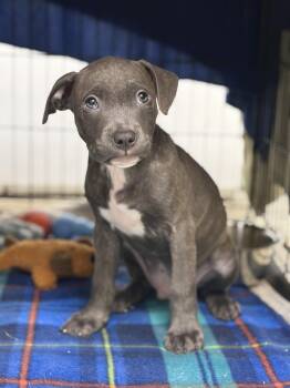 Inky -  Pit Bull Terrier Dog Available for Adoption in Collierville, Tennessee - Inky | PetCurious