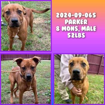 Rescue Shepherd Dogs for Adoption in Winder, Georgia - 2025-10-173*Parker* | PetCurious