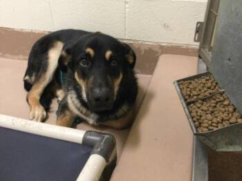 Rescue Rottweiler and German Shepherd Dog Dogs for Adoption in Thousand Palms, California - PATRICK | PetCurious