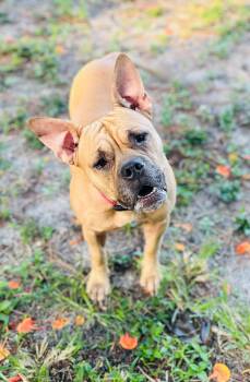 Maggie -  Boxer and Pit Bull Terrier Dog for Adoption in Estero, Florida - Maggie | PetCurious