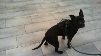 SHEBA -  Pit Bull Terrier Dog for Adoption in Charlotte, North Carolina - SHEBA | PetCurious