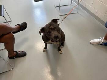 A384231 -  Staffordshire Bull Terrier and Mixed Breed Dog for Adoption in Ocala, Florida - A384231 | PetCurious