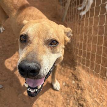 Thor -  Hound Dog for Adoption - Thor | PetCurious