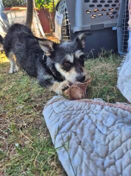 Miniature Schnauzer Dogs Available for Adoption in Saint David, Arizona - Dahlia  | PetCurious