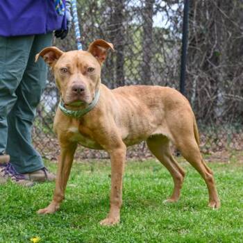 Liv Morgan -  Mixed Breed Dog for Adoption in Chamblee, Georgia - Liv Morgan | PetCurious