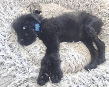 Ozzy -  Terrier Dog for Adoption in Corona, California - Ozzy | PetCurious