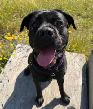 Gemini -  Cane Corso Dog for Adoption in St. Helens, Oregon - Gemini | PetCurious