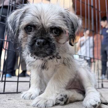 Chloe -  Pug and Border Terrier Dog for Adoption in Los Angeles, California - Chloe | PetCurious