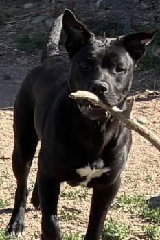 Lotte -  Staffordshire Bull Terrier Dog for Adoption in Broomfield, Colorado - Lotte | PetCurious