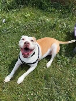 Rescue American Bulldog Dogs for Adoption in Whitby, Ontario - Princess | PetCurious