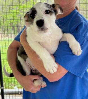 Terrier Dogs Available for Adoption in Harrison, Arkansas - Cream | PetCurious
