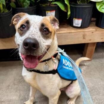 OTTO -  Australian Cattle Dog Blue Heeler and Mixed Breed Dog for Adoption in St. Louis, Missouri - OTTO | PetCurious