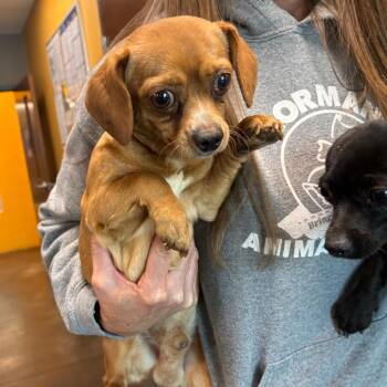 Chihuahua and Mixed Breed Dogs Available for Adoption in Bend, Oregon - 61880_2_3 | PetCurious
