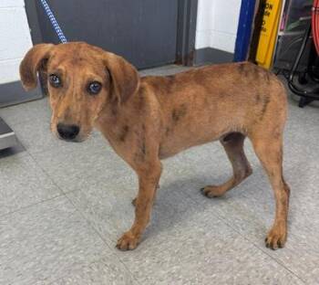 Mr. Boo Boo -  Mixed Breed Dog for Adoption in Port Allen, Louisiana - Mr. Boo Boo | PetCurious
