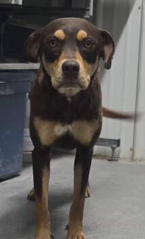Mixed Breed Dogs Available for Adoption in Hillsdale, Indiana - Gwynn | PetCurious