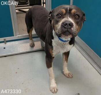 Pit Bull Terrier Dogs Available for Adoption in Oklahoma City, Oklahoma - MELVIN | PetCurious