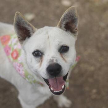 CHARLIE -  Terrier Dog for Adoption in San Antonio, Texas - CHARLIE | PetCurious