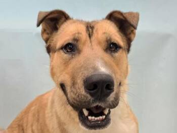 Buddy -  Shepherd and Mixed Breed Dog for Adoption in Golden Valley, Minnesota - Buddy | PetCurious