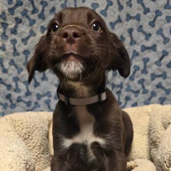 Mixed Breed Dogs Available for Adoption - Ink | PetCurious