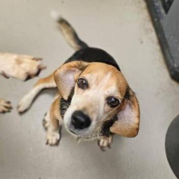 Iris -  Beagle Dog for Adoption in New York, New York - Iris | PetCurious