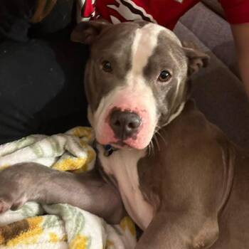 Terrier Dogs Available for Adoption - Makani | PetCurious